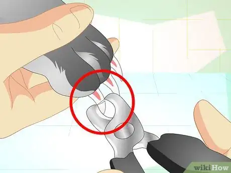 Image titled Trim Your Rabbit's Nails Step 5