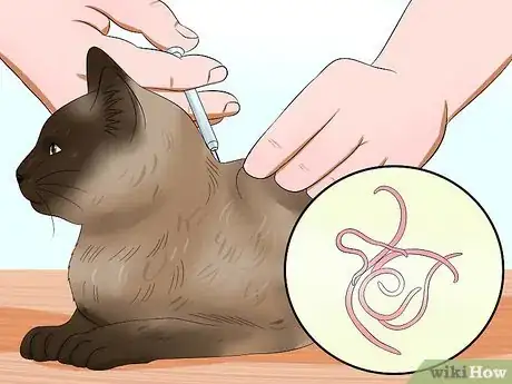 Image titled Care for Burmese Cats Step 3