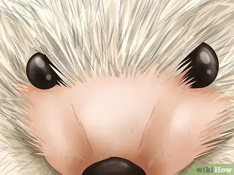 Image titled Buy a Hedgehog Step 10