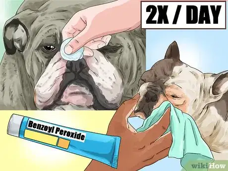 Image titled Clean a Bulldog's Face Folds Step 16