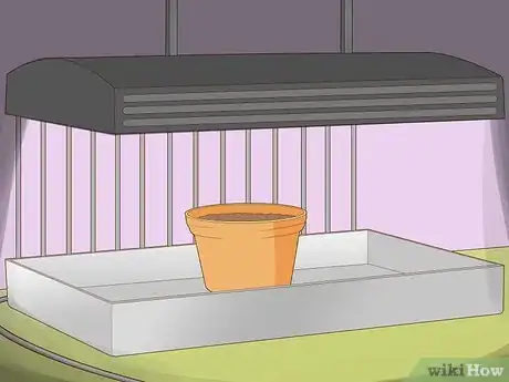 Image titled Care for a Goldfish Plant Step 1