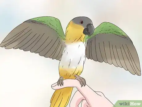 Image titled Choose a Caique Parrot Step 15