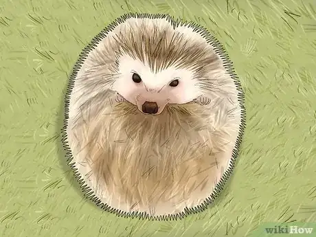 Image titled Buy a Hedgehog Step 13