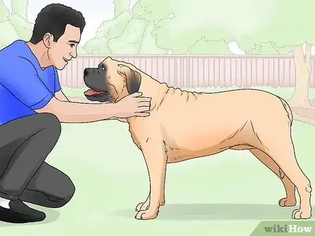 Image titled Identify a Mastiff Step 6