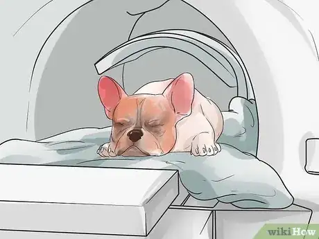Image titled Diagnose Breathing Problems in French Bulldogs Step 7