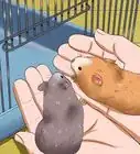 Get Hamsters to Stop Fighting