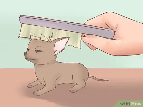 Image titled Care for Your Chihuahua Puppy Step 18