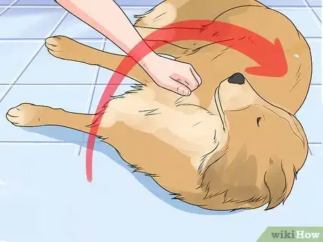 Image titled Stop a Dog Barking at Other Dogs Step 13