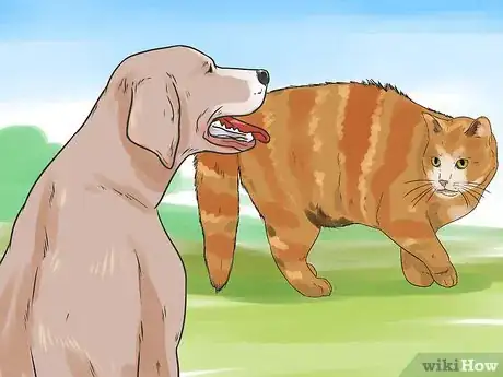 Image titled Get Your Cat to Stop Hissing Step 3