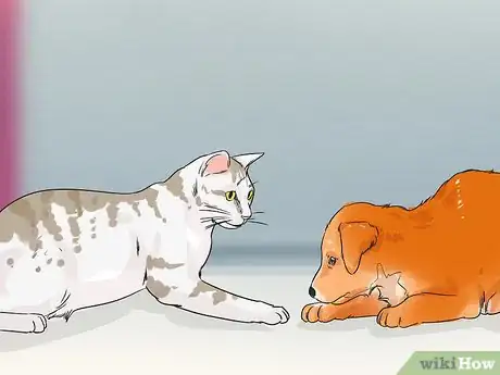 Image titled Identify an American Shorthair Cat Step 12