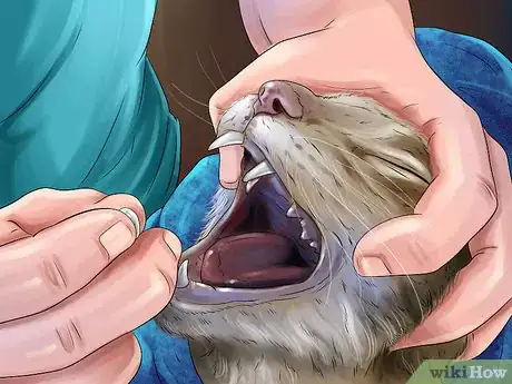 Image titled Identify and Treat Eclampsia in Cats Step 13