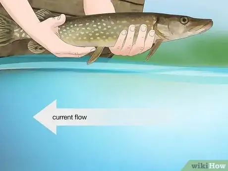 Image titled Hold a Fish Step 12