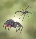 Identify and Treat Black Widow Spider Bites