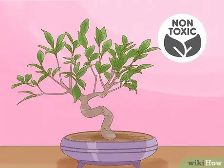 Image titled Are Bonsai Trees Poisonous to Cats Step 13