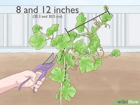 Image titled Prune Grape Vines Step 3