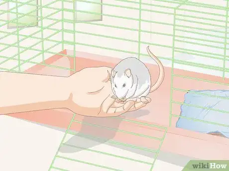 Image titled Socialize Pet Rats Step 4