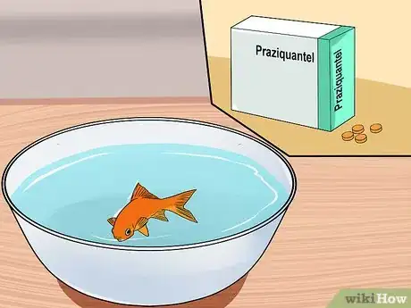 Image titled Cure Flukes in Goldfish Step 10