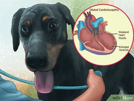 Image titled Diagnose Heart Conditions in Doberman Pinschers Step 13