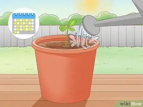 Image titled Plant a Lemon Seed Step 24