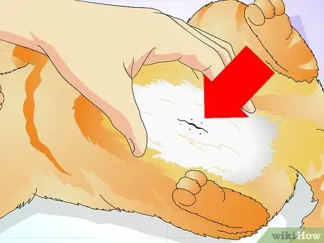 Image titled Tell if a Cat Is Spayed Step 2