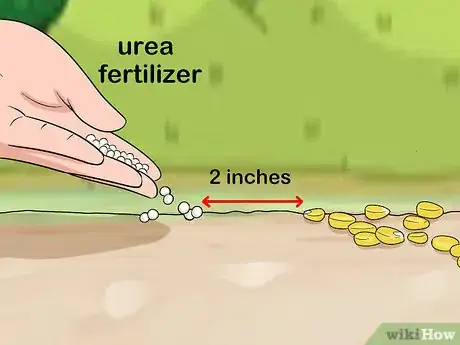 Image titled Apply Urea Fertilizer Step 8