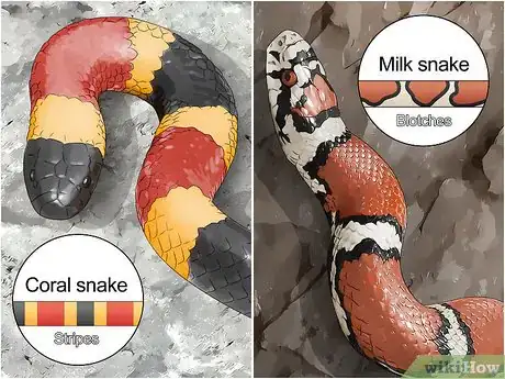 Image titled Tell the Difference Between a Milk Snake and a Coral Snake Step 1