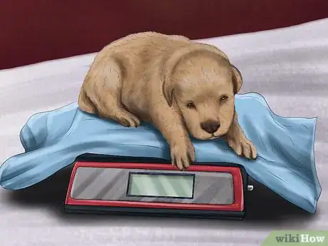 Image titled Check the Weight of Newborn Puppies Step 5
