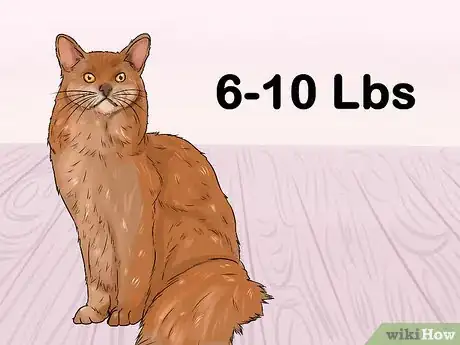 Image titled Identify a Somali Cat Step 3