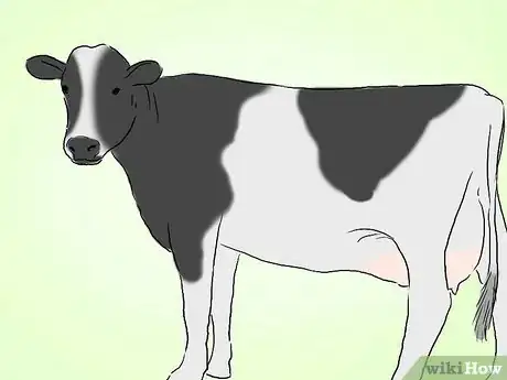 Image titled Identify Holstein Cattle Step 2