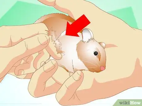 Image titled Know if Your Hamster Is Healthy Step 4