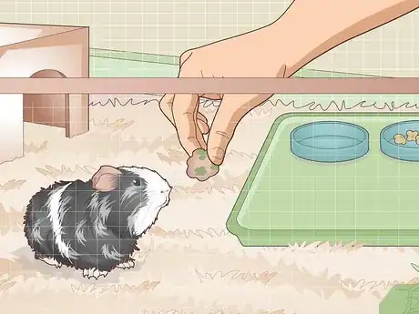 Image titled Properly Care for Your Guinea Pigs Step 15