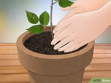 Image titled Replant a Rose Step 16