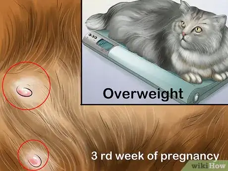 Image titled Feed a Pregnant or Nursing Cat Step 9
