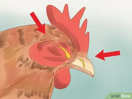 Image titled Tell if a Chicken is Sick Step 10