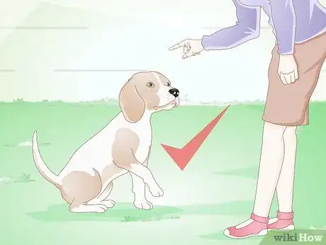 Image titled Choose a Beagle for Breeding Step 3