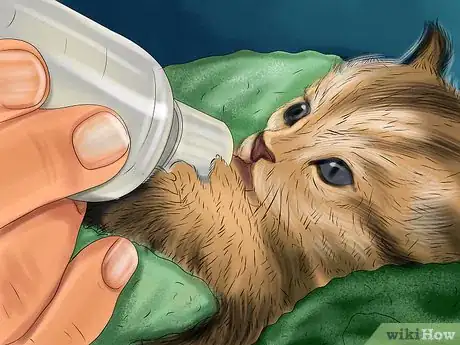 Image titled Feed Newborn Kittens Commercial Milk Replacer Step 10