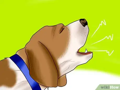 Image titled Identify a Beagle Step 5