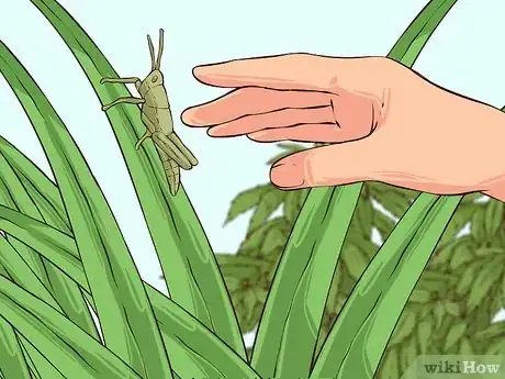 Image titled Cook Grasshoppers Step 1
