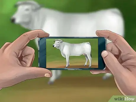 Image titled Identify Chianina Cattle Step 4