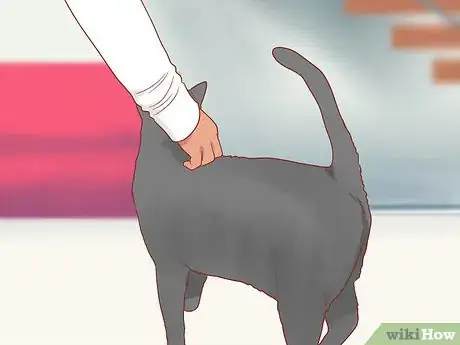 Image titled Greet a Cat Step 13