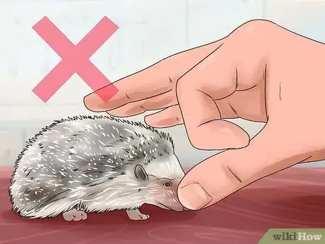 Image titled React when Your Hedgehog Bites You Step 2