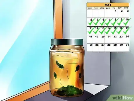 Image titled Make Eucalyptus Oil Step 10