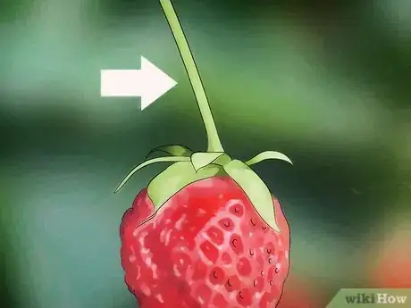 Image titled Pick Strawberries Step 3