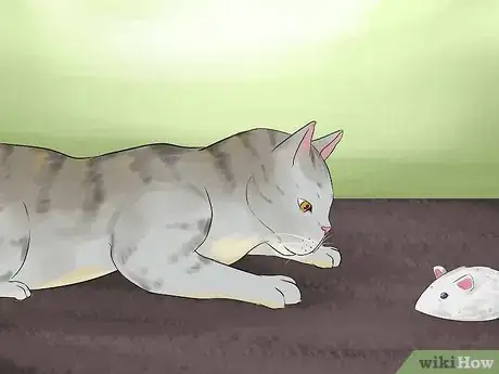 Image titled Identify a Li Hua Cat Step 11