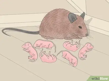Image titled How Many Babies Do Mice Have Step 3