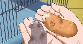 Get Hamsters to Stop Fighting