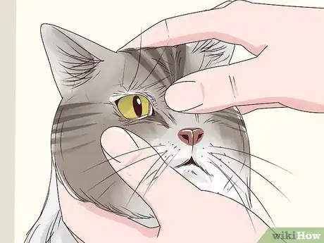 Image titled Get a Cat to Stop Meowing Step 15