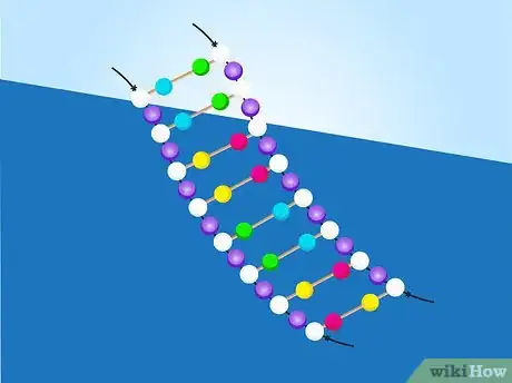 Image titled Make a Model of DNA Using Common Materials Step 19