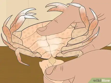Image titled Eat Dungeness Crab Step 8