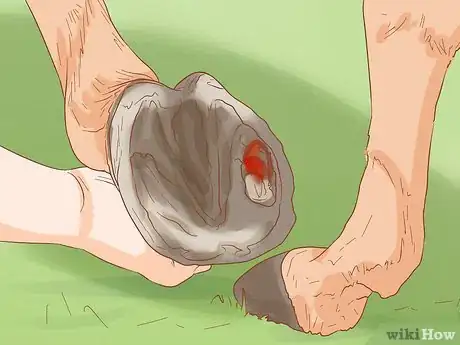 Image titled Identify a Hoof Abscess in Horses Step 5